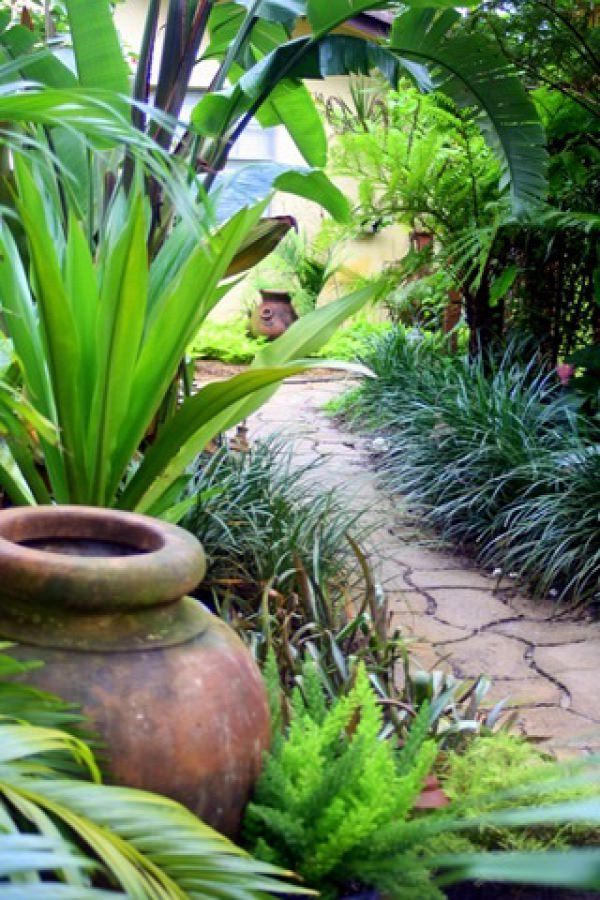 14 cold hardy tropical plants to create a tropical garden