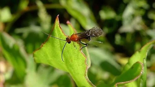 Beneficial Insects in Your Garden That You Should Not Kill