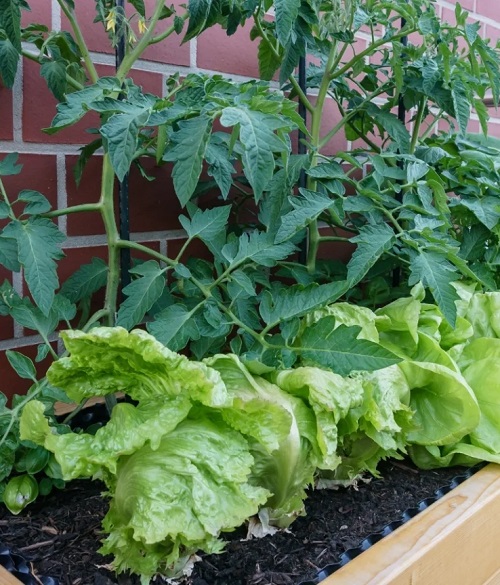 tomato plants