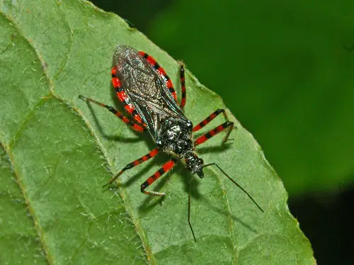 best Beneficial Insects in Your Garden That You Should Not Kill