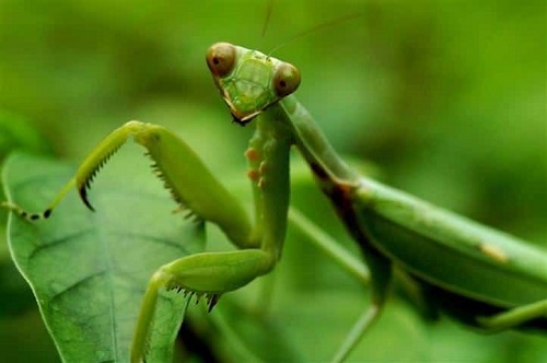 Most Beneficial Garden Insects