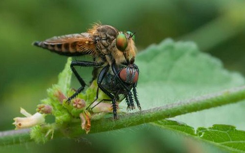 Beneficial Insects in Your Garden