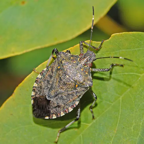 top Good Garden Insects You Should not Kill