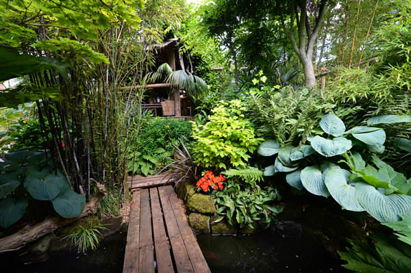 bamboo in tropical garden
