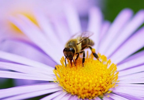Most Beneficial Garden Insects You Should Avoid Killing
