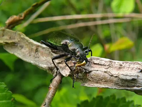 Beneficial Garden Insects 