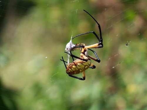 Killing Beneficial Garden Insects Is Not Advisable