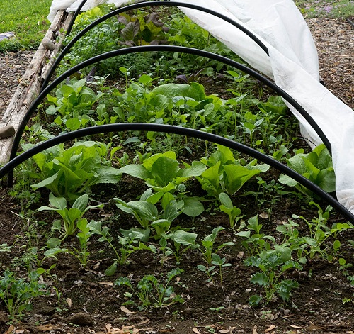 Vegetable Gardening Tips 2