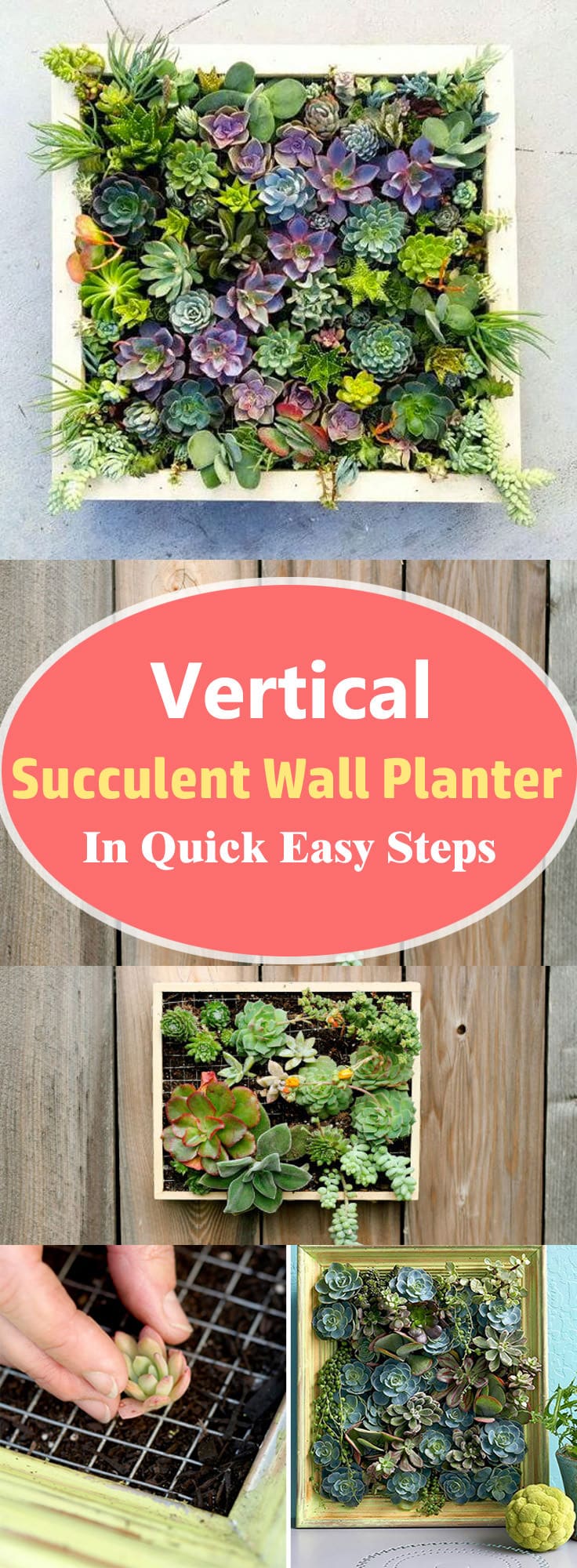 Vertical Succulent Wall Planter In Quick Easy Steps | DIY Succulent Frame | Balcony Garden Web