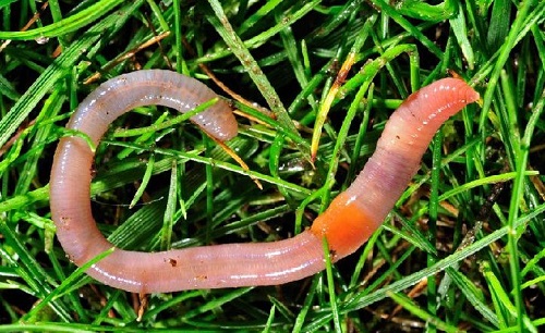 The Most Helpful Garden Insects You Should not Kill