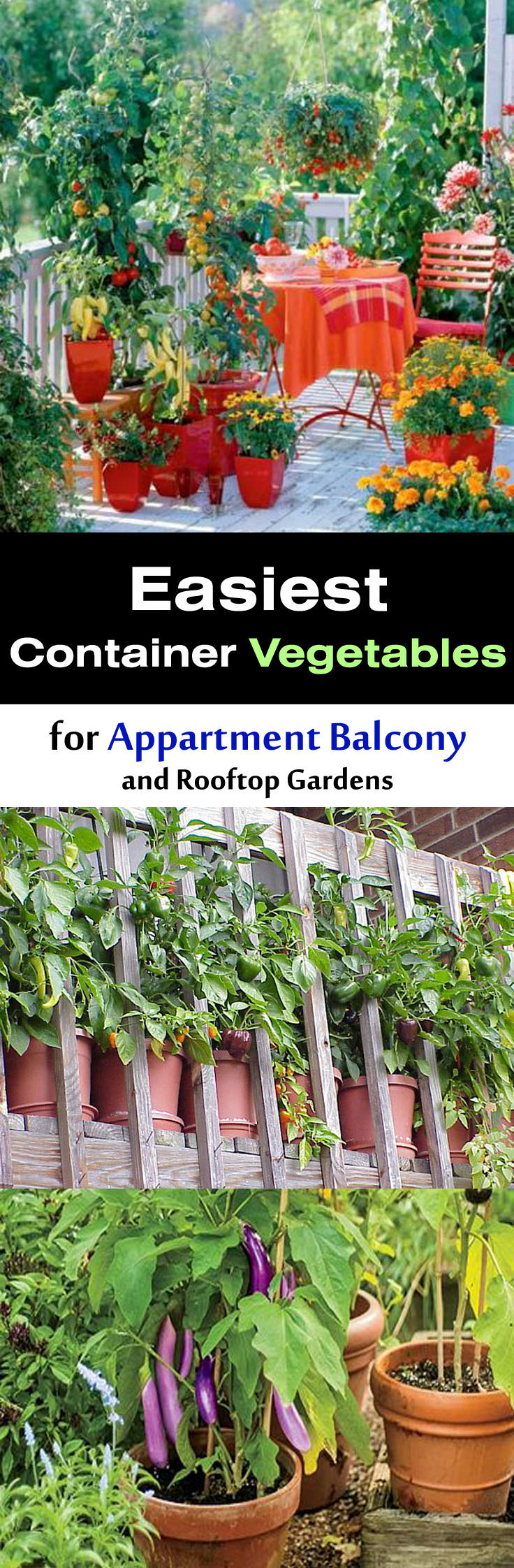 Easy Container Vegetables for Balcony & Rooftop Garden | Container ...
