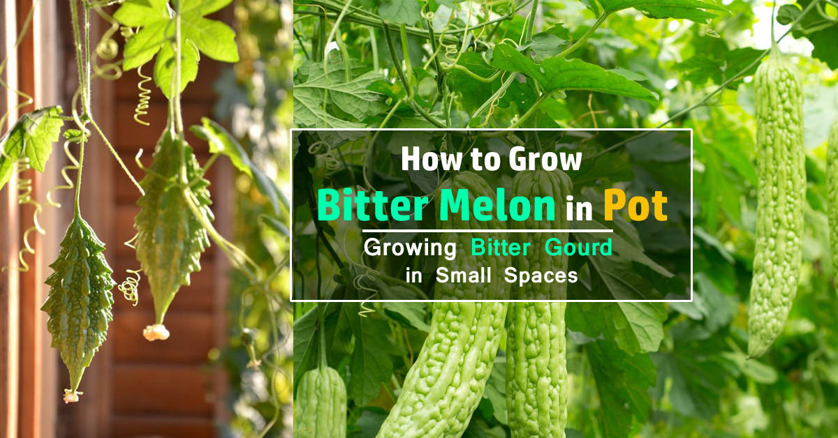 how-to-grow-bitter-melon-growing-bitter-gourd-in-pots-balcony