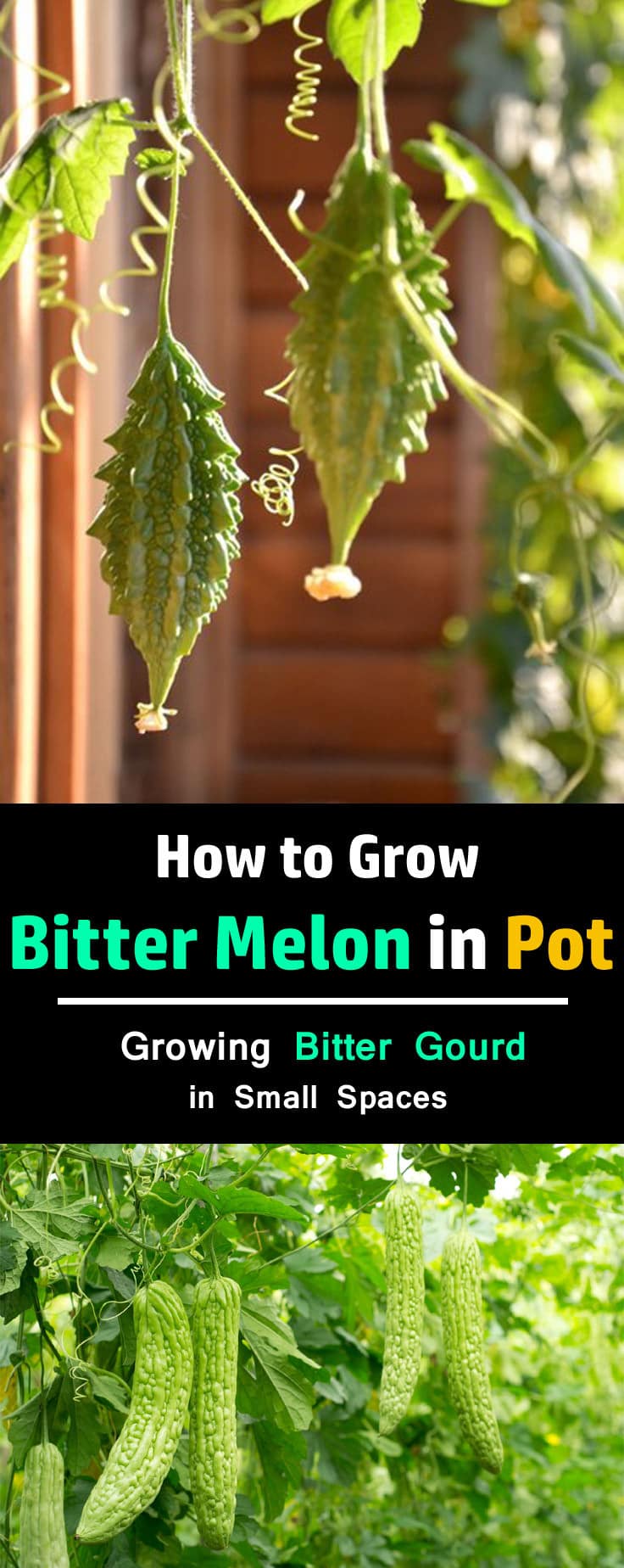 How To Grow Bitter Melon Growing Bitter Gourd In Pots Balcony Garden Web 1782