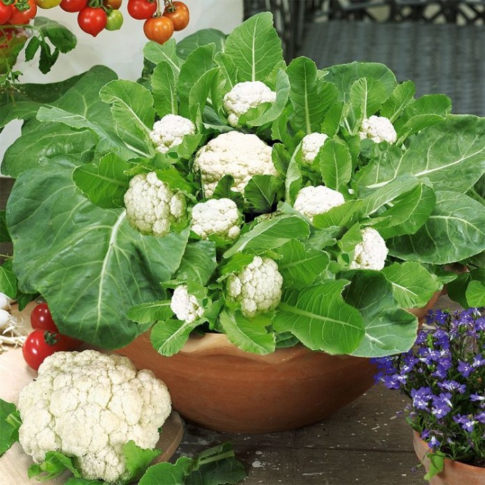 planting cauliflower seeds indoors