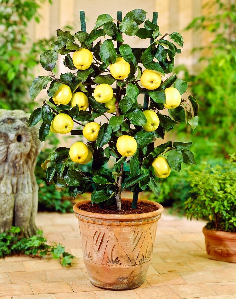 Can You Grow Rose Apple In A Pot at Kirk Luckett blog