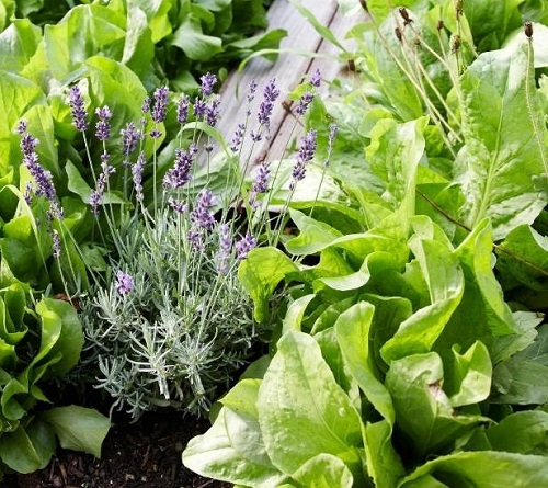 Plant Natural Pest Shields