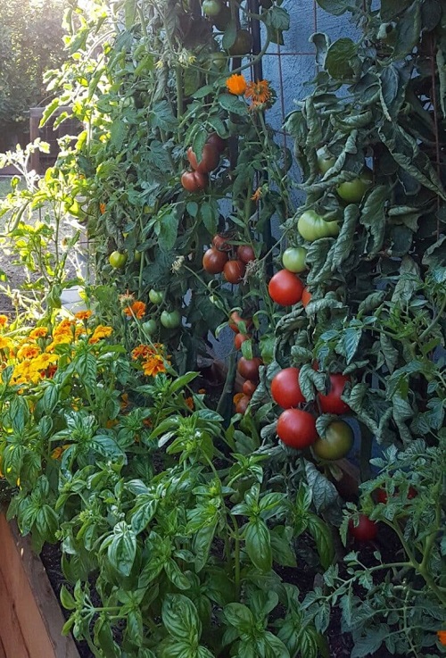 Vegetable Gardening Tips on Companion Planting, Intercropping And Crop Rotation 3