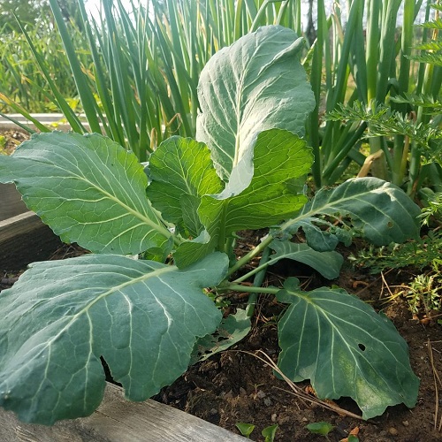 Plant Natural Pest Shields 2