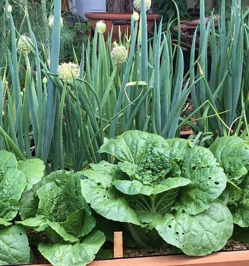 Plant Natural Pest Shields 2