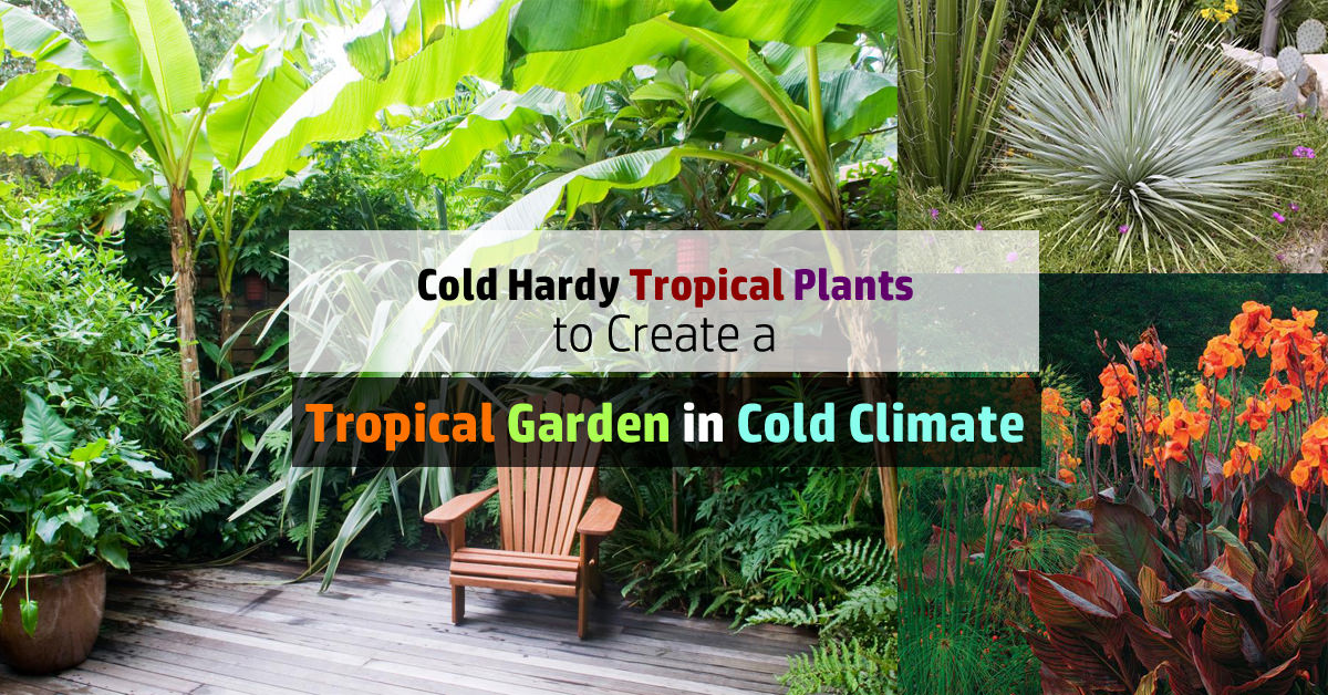 14 Cold Hardy Tropical Plants to Create a Tropical Garden in Cold ...