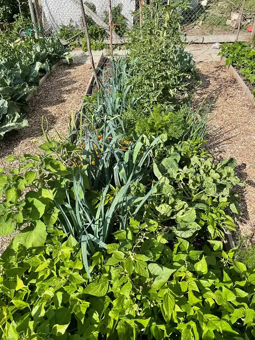 Vegetable Gardening Tips on Companion Planting, Intercropping And Crop Rotation