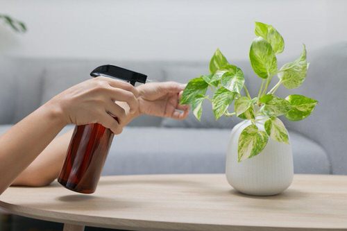 Epsom Salt Uses In Garden 4