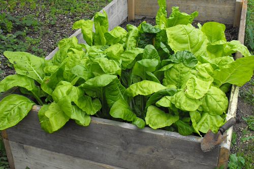 How to Grow Spinach in Pots 2