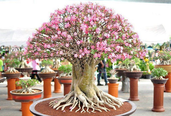 22 Best Trees For Bonsai | Best Bonsai Plants | Balcony ...