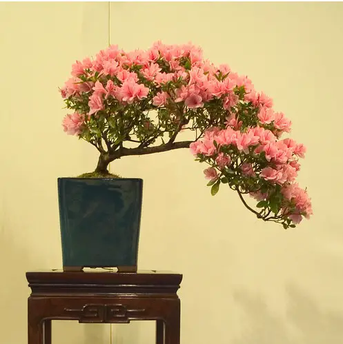 Dwarf Schefflera tree