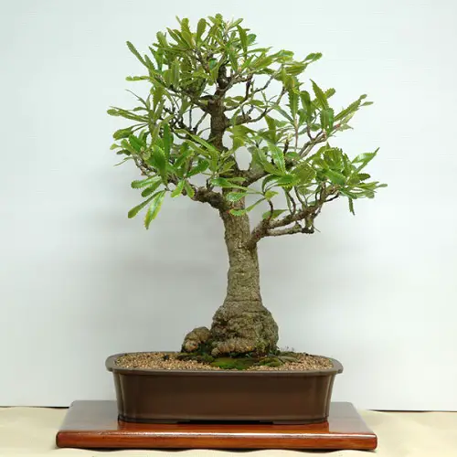 Best Trees For Bonsai 