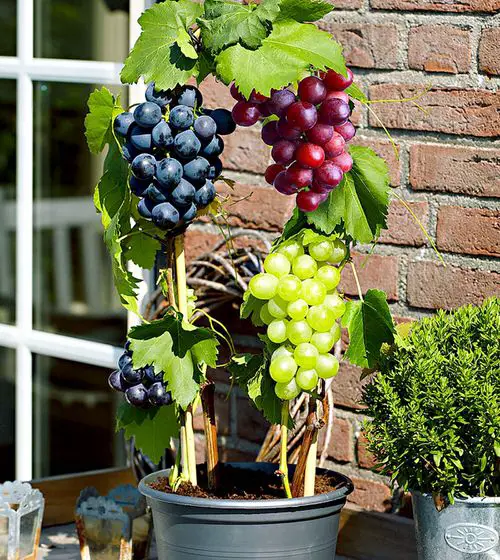 Grape Vine Care in Pots 