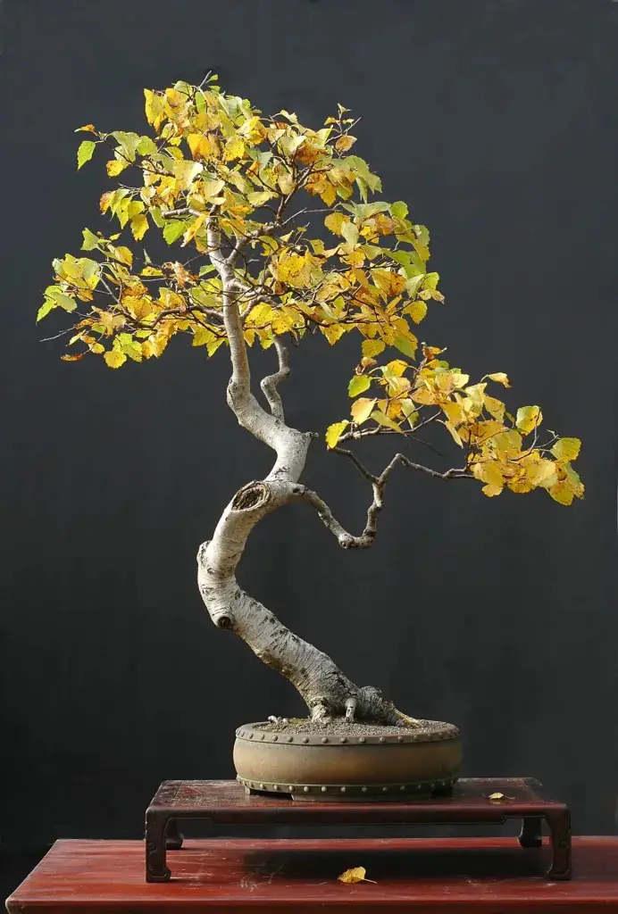 Dwarf Jade bonsai tree image