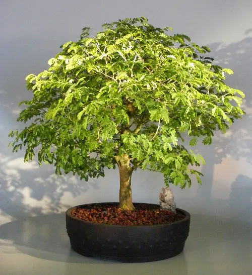 Best Trees For Bonsai picture 