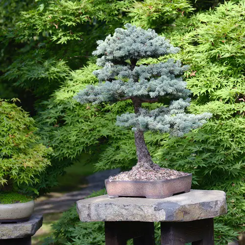 Cedar bonsai tree 