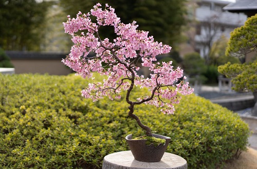 Chinese Flowers in garden bloom