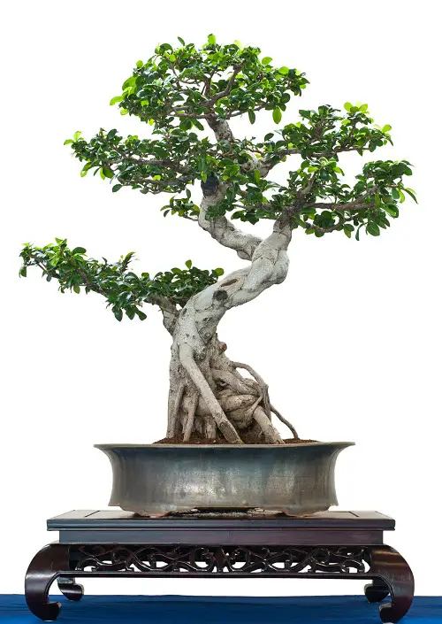 Best Trees For Bonsai 