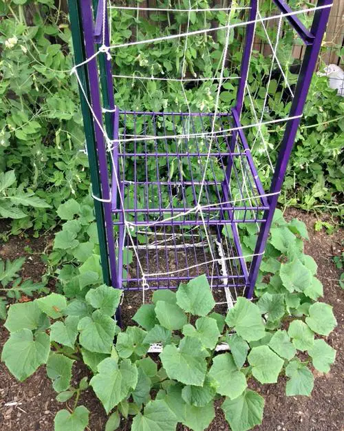 Cool Trellis Designs For Gardens 23