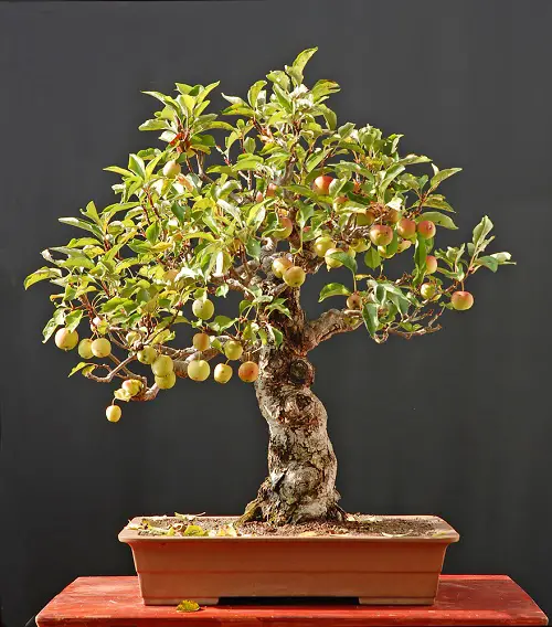 Crab Apple tree