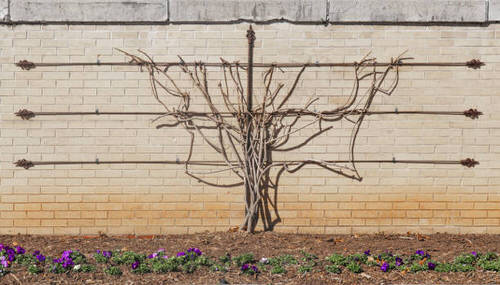 Cool Trellis Designs For Gardens 21
