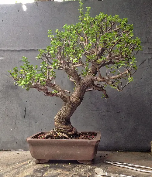 Best Trees For Bonsai 