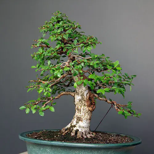 English Elm Trees For Bonsai 23
