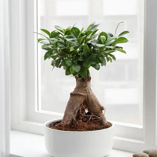 Best Trees For Bonsai Ginseng Ficus