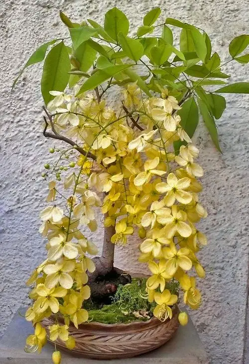 Dwarf Jade bonsai tree