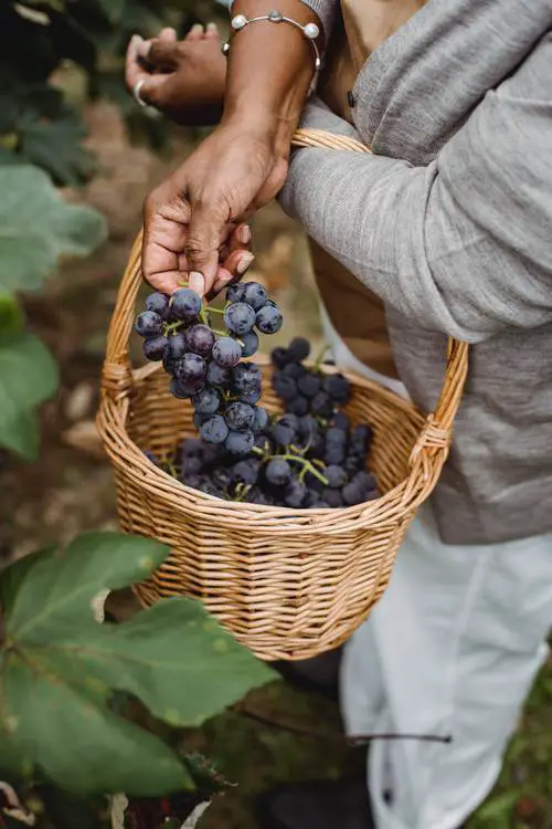 How to Grow Grapes in Pots 5