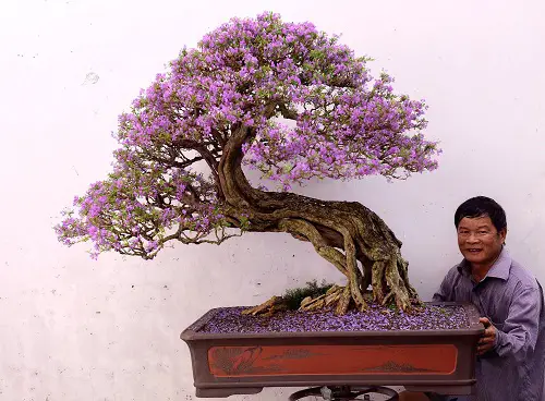 Jacaranda bonsai tree