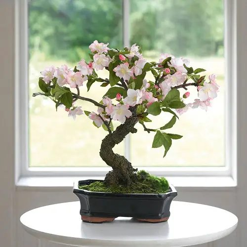 Cherry Blossom bonsai  tree