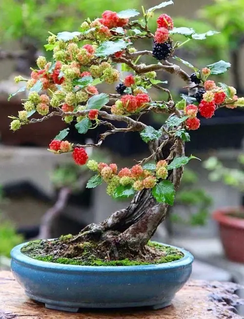 Mulberry Trees For Bonsai 24