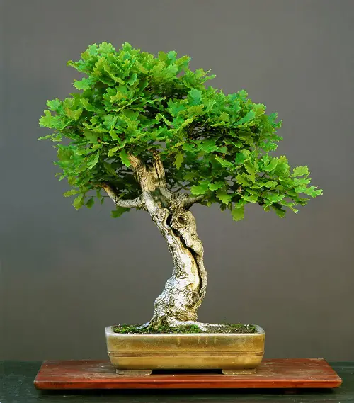 Oak bonsai tree