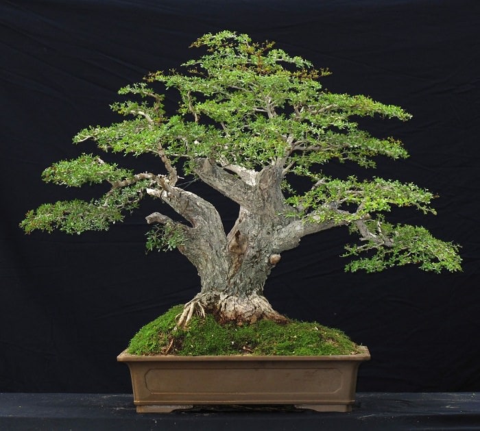 22 Best Trees For Bonsai  Best Bonsai Plants  Balcony 