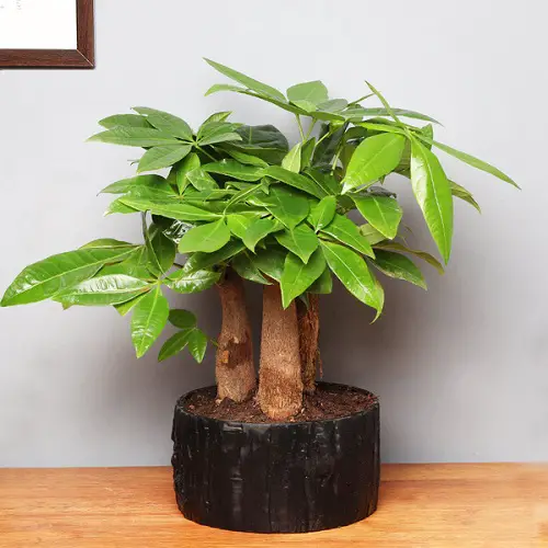 Pachira Bonsai tree 